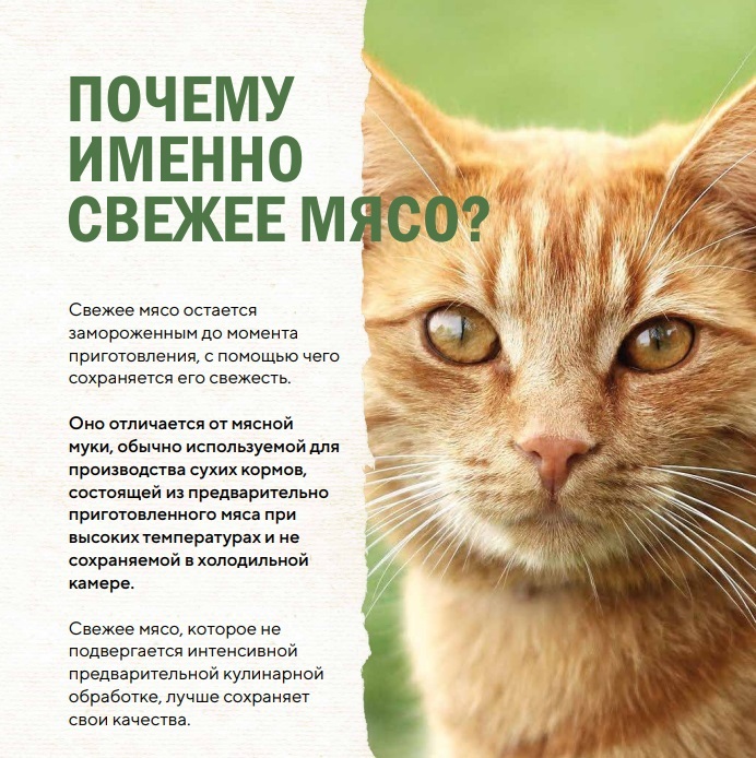 Корма Lifecat на Zoo-Ostrov.ru