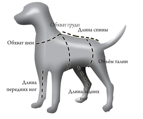 измерение собаки